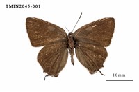 藏品(秀灑灰蝶)的圖片